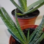 aloe vera