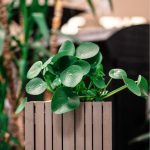 pilea